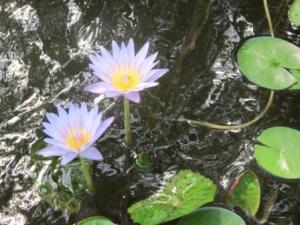 flowers in waterA